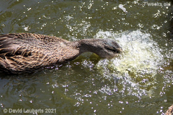 Mallard Duck Love bubbles 2:38pm 15th June 2021