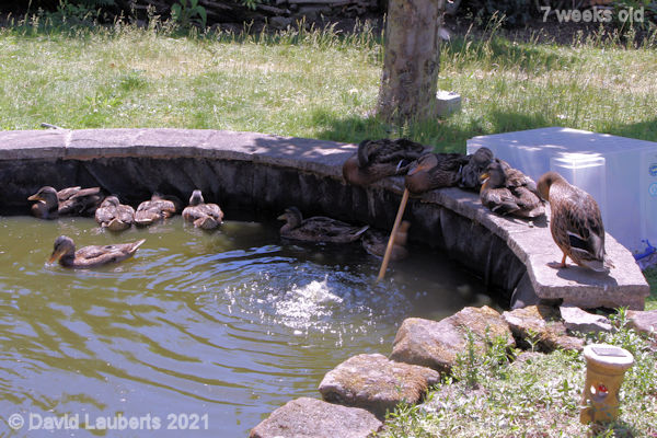 Mallard Duck Keeping out the sun is important 12:13pm 16th June 2021