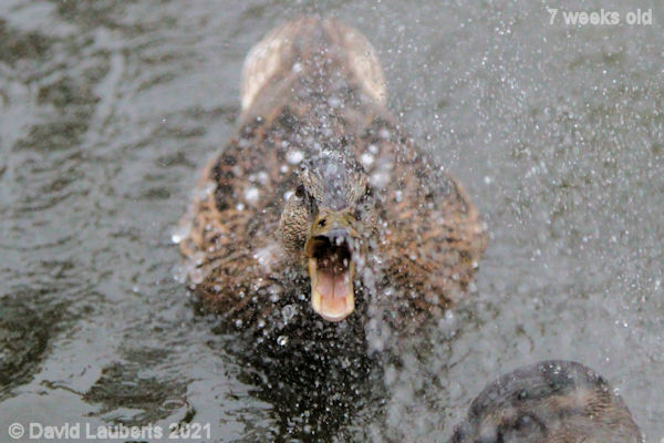 Mallard Duck 'Don't argue with me! 9:29am 17th June 2021