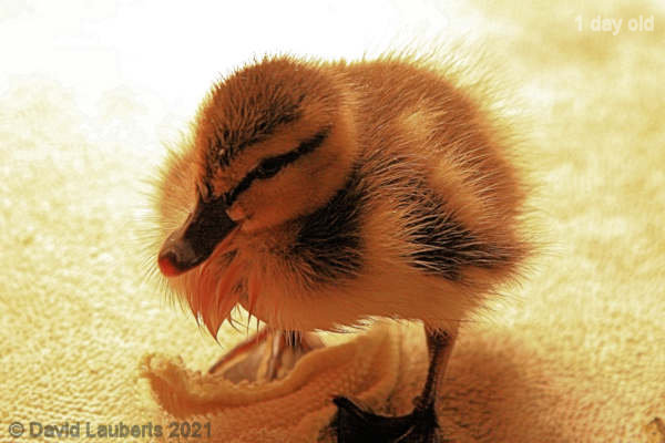 Mallard Duck Duckling as his sun lamp sets 21:51pm 25th April 2021