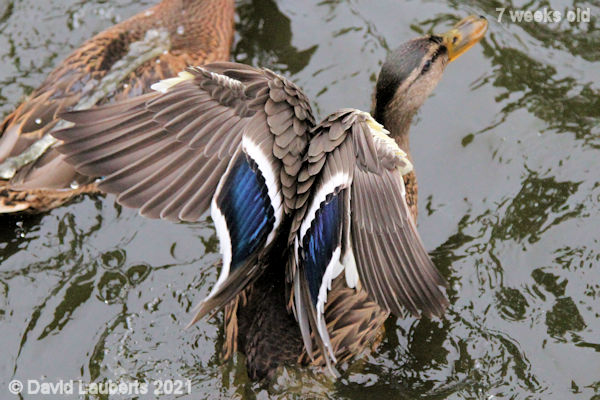 Mallard Duck My wings don't fit right! 9:31am 17th June 2021