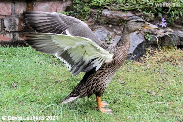 Mallard Duck Underwings almost there 9:32am 17th June 2021