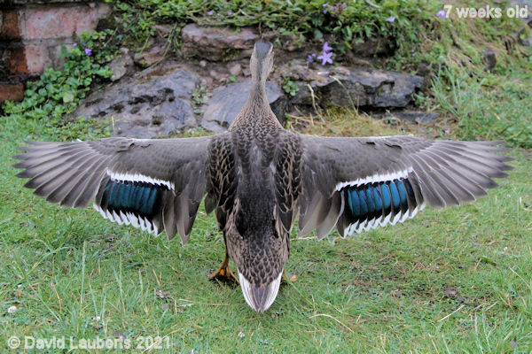Mallard Duck Full house 9:32am 17th June 2021