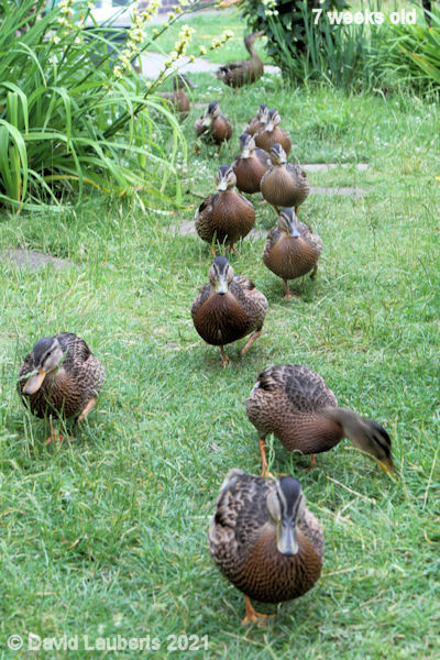 Mallard Duck Trooping along 3:28pm 17th June 2021