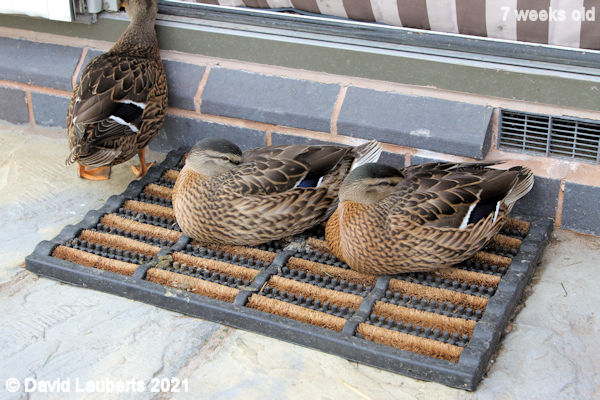 Mallard Duck Sitdown protest still ongoing 4:48pm 19th June 2021