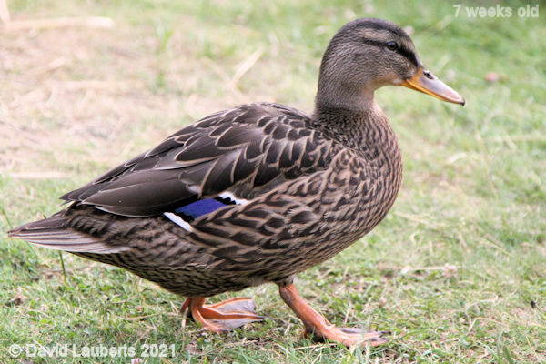 Mallard Duck Daily Duck picture 6:13pm 19th June 2021
