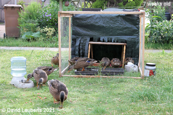 Mallard Duck Outside enclosure set up 6:14pm 19th June 2021