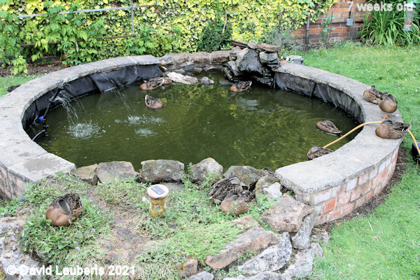Mallard Duck Peace in the pond 9:07pm 19th June 2021