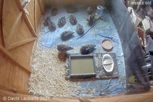 Mallard Duck Last morning in shed 7:00am 20th June 2021