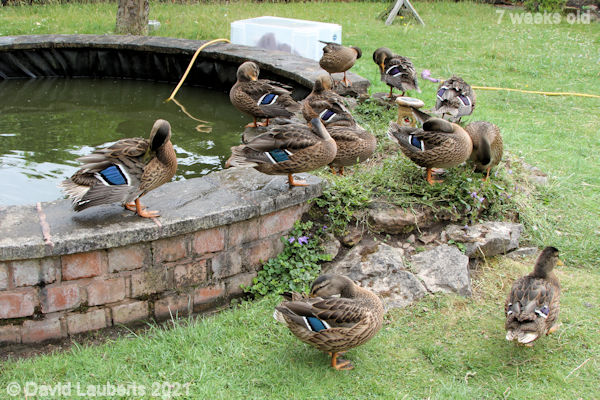 Mallard Duck Fine looking bunch of ducks 3:38pm 20th June 2021