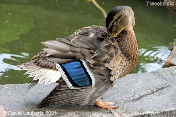 Mallard Duck Cleaning the shoulder 3:38pm 20th June 2021