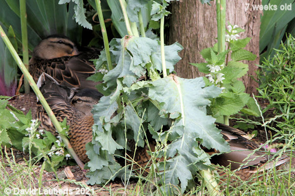 Mallard Duck Hiding away 5:23pm 20th June 2021