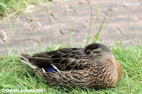 Mallard Duck At peace with the world 5:23pm 20th June 2021