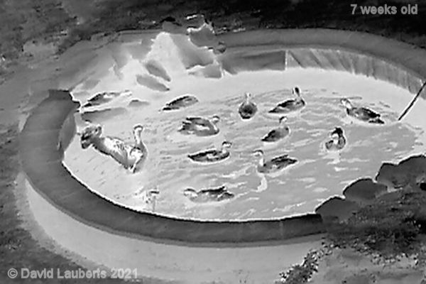 Mallard Duck First night out alone evening 20th June 2021