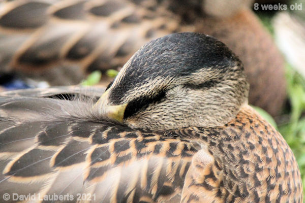 Mallard Duck Bliss 1:10pm 28th June 2021