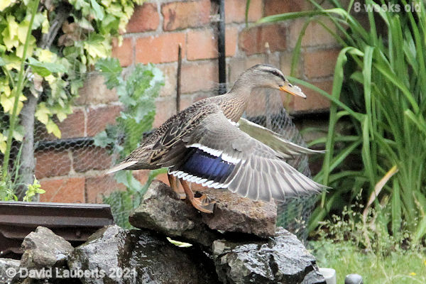 Mallard Duck Such lovely wings 1:30pm 21st June 2021