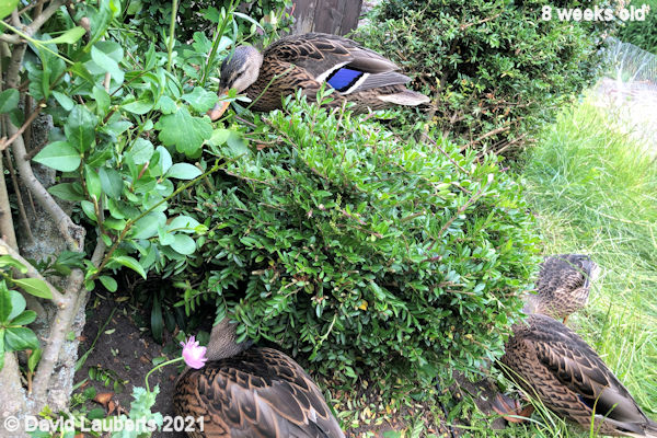Mallard Duck Duck on a bush 2:52pm 22nd June 2021