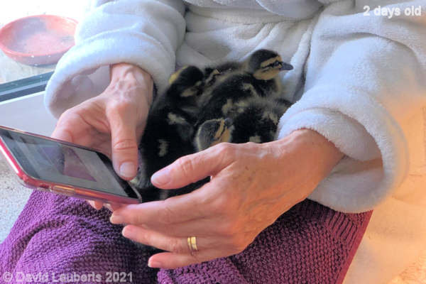 Mallard Duck I just want my mum! 08:33am 26th April 2021