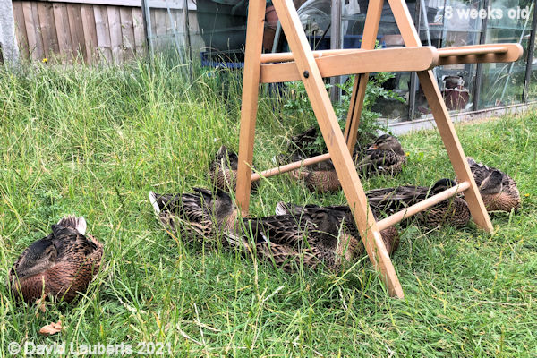 Mallard Duck Sleeping again 4:01pm 24th June 2021
