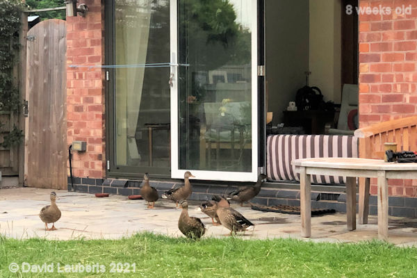 Mallard Duck Still looking for a way in 8:08pm 24th June 2021