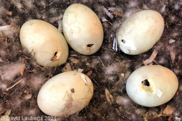 Mallard Duck Five happy pippers! 08:36pm 26th April 2021