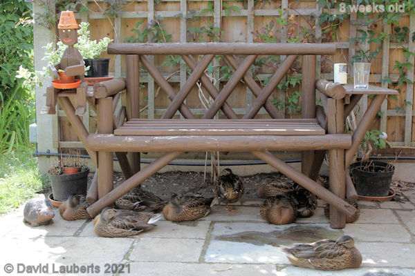 Mallard Duck Another resting place 3:43pm 26th June 2021