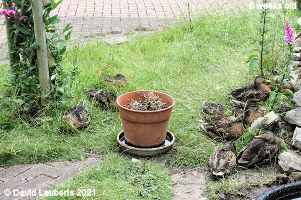 Mallard Duck Poking round the edges 1:09pm 26th June 2021
