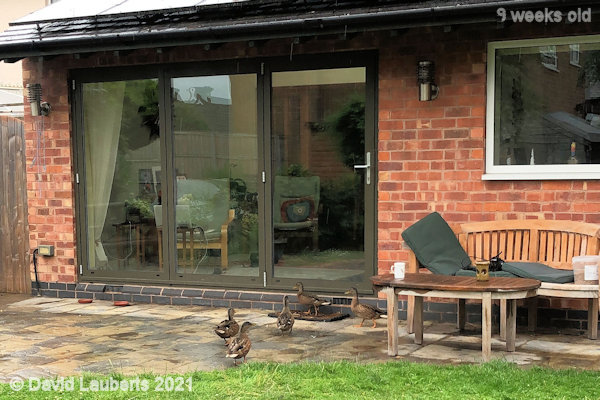 Mallard Duck Still not allowed in 9:30am 28th June 2021