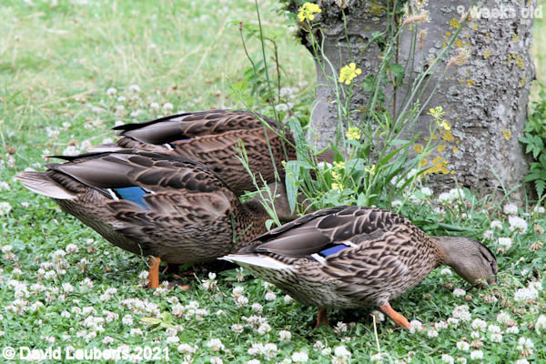 Mallard Duck All in the clover 3:19pm 28th June 2021