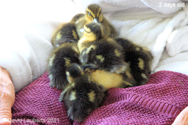 Mallard Duck I'm king of the castle 08:38am 26th April 2021