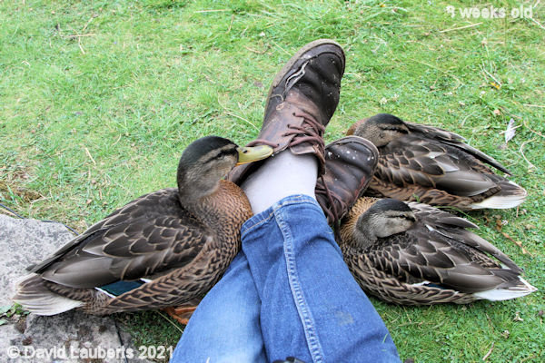 Mallard Duck Foot comforters 7:14pm 28th June 2021