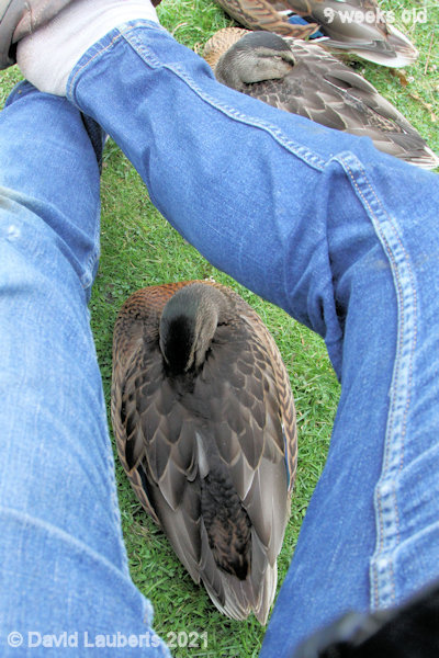 Mallard Duck They get everywhere 7:26pm 28th June 2021