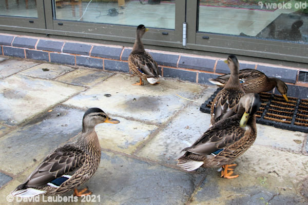 Mallard Duck Looking aggrieved 9:33am 28th June 2021