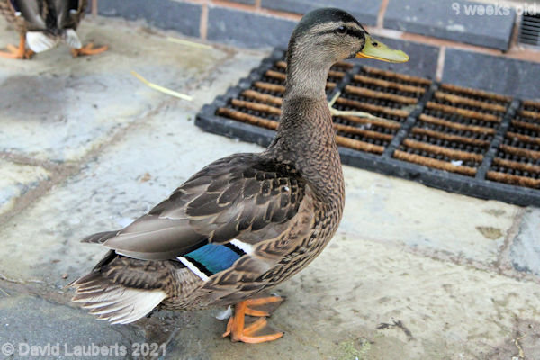 Mallard Duck Disgruntled adolescent drake 9:34am 28th June 2021