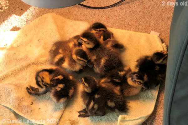 Mallard Duck Just love each other 08:42am 26th April 2021