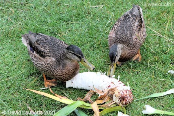 Mallard Duck Getting to the root of it 10:06am 28th June 2021