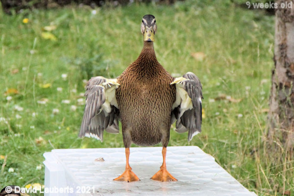 Mallard Duck Ready for take off 12:58pm 28th June 2021