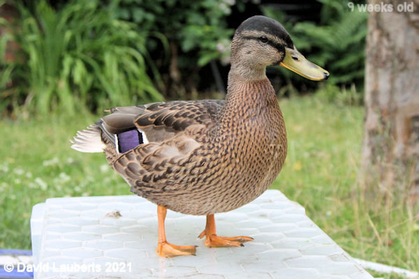 Mallard Duck Not while you are watching 12:59pm 28th June 2021