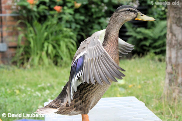 Mallard Duck Let's practise 12:59pm 28th June 2021