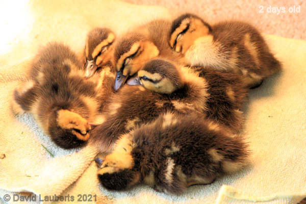 Mallard Duck Quickly zonked out poor things 08:48am 26th April 2021