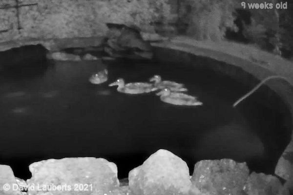 Mallard Duck Small numbers looking lonely 10:27pm 28th June 2021