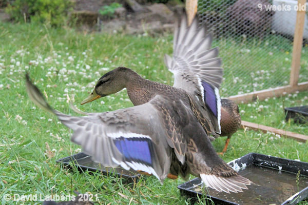 Mallard Duck Landing carefully 2:08pm 29th June 2021