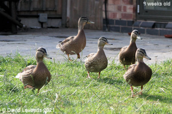 Mallard Duck Running numbers down 6:03pm 29th June 2021