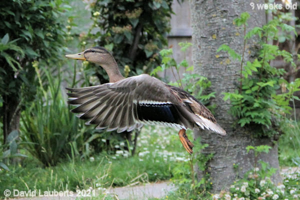 Mallard Duck Gaining altitude 9:16am 30th June 2021