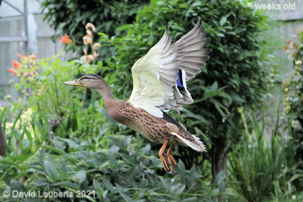 Mallard Duck Going for gold 9:16am 30th June 2021