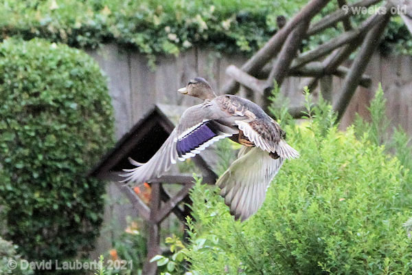 Mallard Duck There he goes 9:16am 30th June 2021