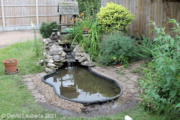 Mallard Duck New gravel border for the denuded pond 2:49pm 30th June 2021