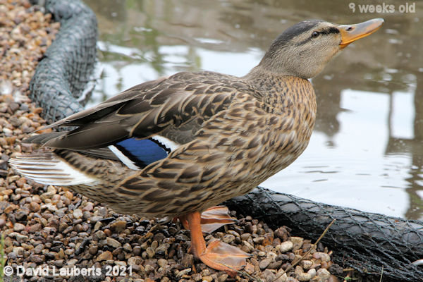Mallard Duck 'It's cold on my feet!' 4:33pm 30th June 2021