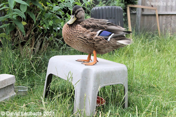 Mallard Duck New viewpoint 4:33pm 30th June 2021