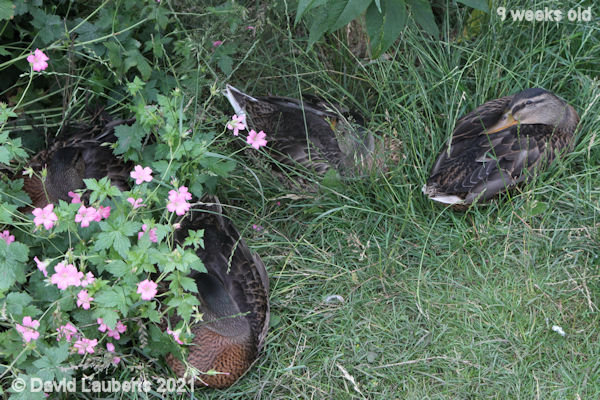 Mallard Duck Getting used to hiding 5:24pm 30th June 2021